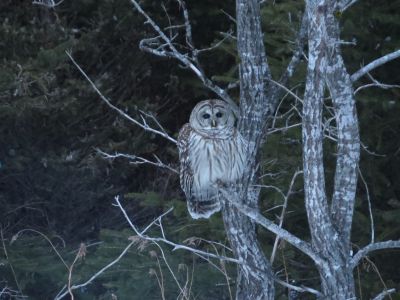 Barred Owl by Kathy Fownes